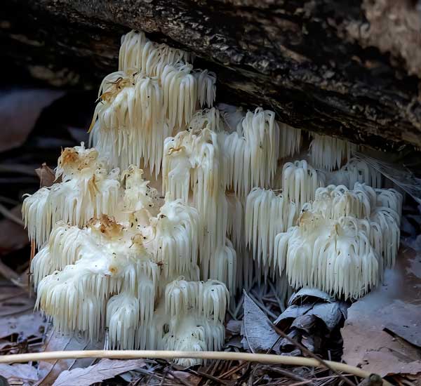 Hericium